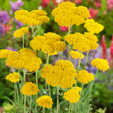 Achillea Collection 9cm