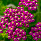 Achillea Collection 9cm