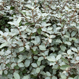 Elaeagnus x ebbingei 'Compacta'