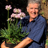 Agapanthus 'Blush Pink'