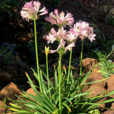 Agapanthus 'Blush Pink'