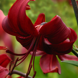Lilium Red Velvet