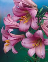 Lilium Pink Perfection 16-18cm