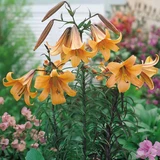 Lilium Trumpet Collection