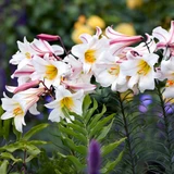 Lilium Trumpet Collection