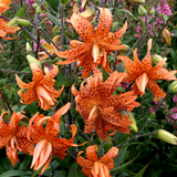 Lilium Lancifolium