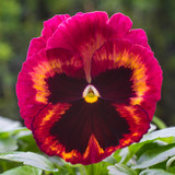 Pansy Matrix Solar Flare