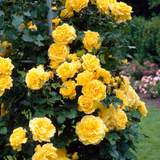 Climbing Rose Collection  x 6