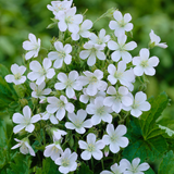Geranium Collection x9
