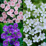 Geranium Collection x9
