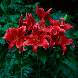 Oriental Lily Collection 16/18cm