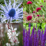 Potted Perennials Bestsellers Collection A
