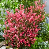 Photinia x fraseri Little Fenna