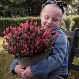 Photinia x fraseri Little Fenna