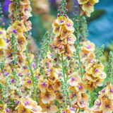 Verbascum Clementine 9cm