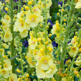 Verbascum unusual collection 9cm