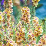 Verbascum unusual collection 9cm