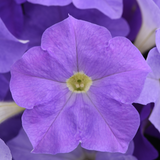Petunia Easy Wave Sky Blue