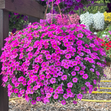 Calibrachoa Super Calita Collection