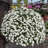 Calibrachoa Super Calita Collection