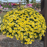 Calibrachoa Super Calita Collection
