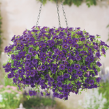 Calibrachoa Super Calita Collection