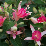 Fuchsia Upright Habit Collection