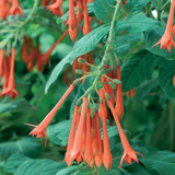 Fuchsia Upright Habit Collection