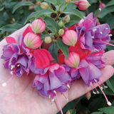 Fuchsia Upright Habit Collection