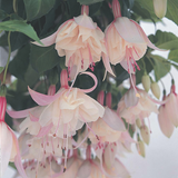 Fuchsia Upright Habit Collection