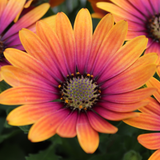 Osteospermum Flower Power 'Purple Sun'