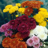 Spray Chrysanthemums Mix