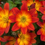 Bidens Taka Tuka Red Yellow Centre