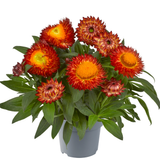 Granvia 'Red Flame' (Bracteantha - Xerochrysum)