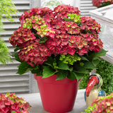 Hydrangea macrophylla Magical 'Ruby Tuesday'