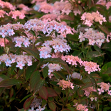 Hydrangea serrata 'Tiara'