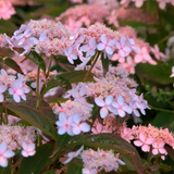 Hydrangea serrata 'Tiara'