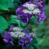 Hydrangea serrata 'Bluebird'