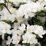 Rhododendron (Azalea) Premium Collection 