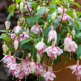 Fuchsia Patio Dancers 'Mambo'