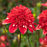 Dahlia 'Speech'