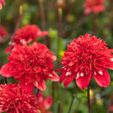 Dahlia 'Speech'