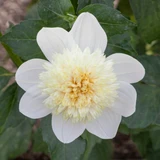 Dahlia 'Platinum Blonde'