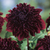 Dahlia Anemone Collectors Collection