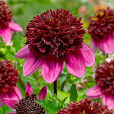 Dahlia Anemone Collectors Collection