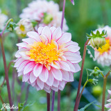 Dahlia Anemone Collectors Collection