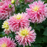 Dahlia 'Just Married'
