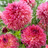 Dahlia 'Myrtle's Folly'
