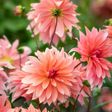 Dahlia Babylon Collection