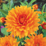 Dahlia Dinner Plate Companion Collection